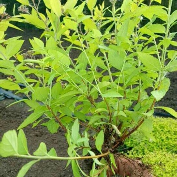 金山绣线菊