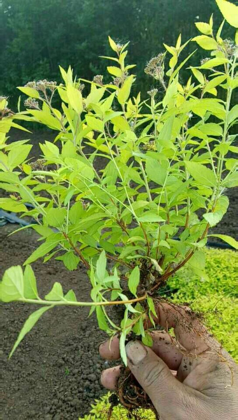 金山绣线菊