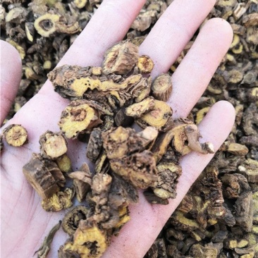 黄芩