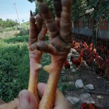 灵山香鸡120天左右自己看照片然后电联系