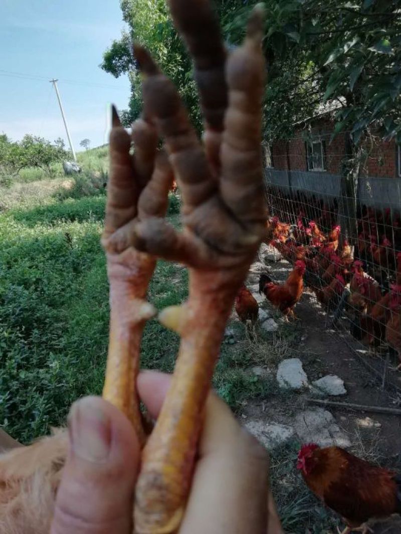 灵山香鸡120天左右自己看照片然后电联系