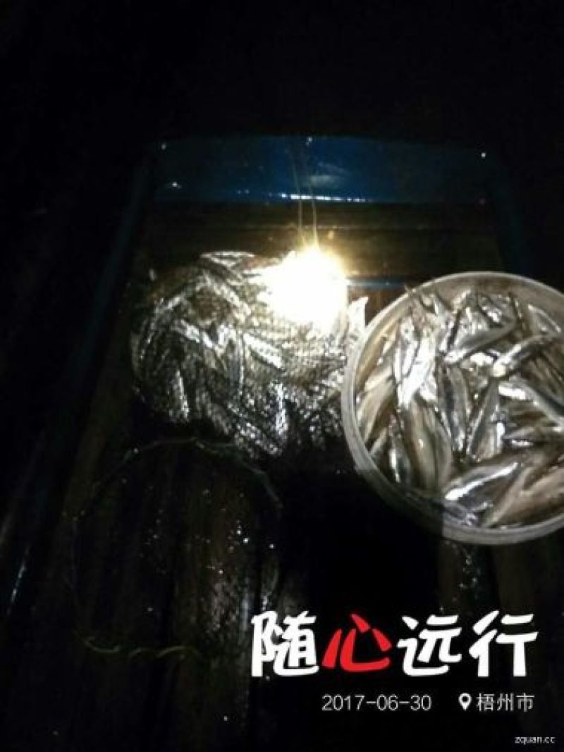 野生小蓝刀鱼