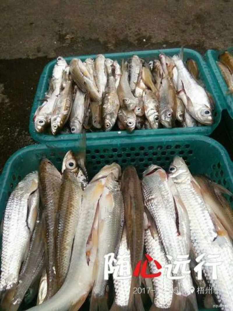 野生小蓝刀鱼