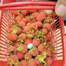 树莓
