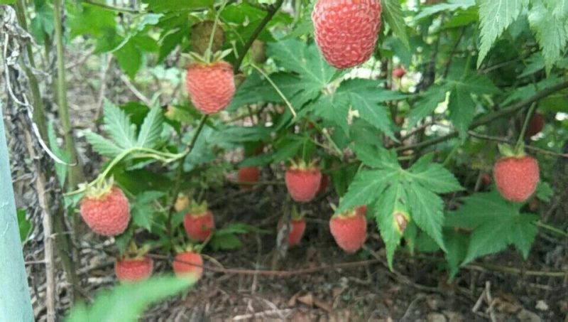 树莓