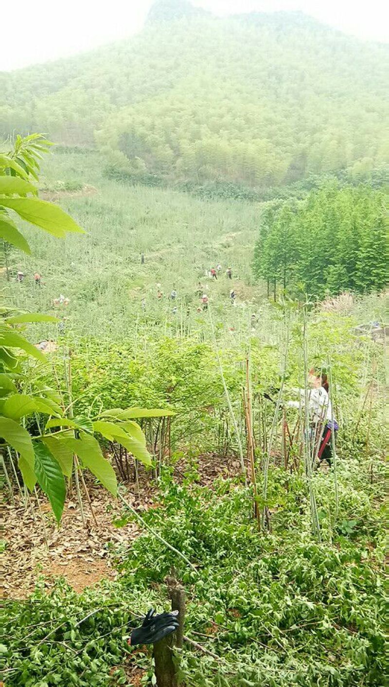 树莓