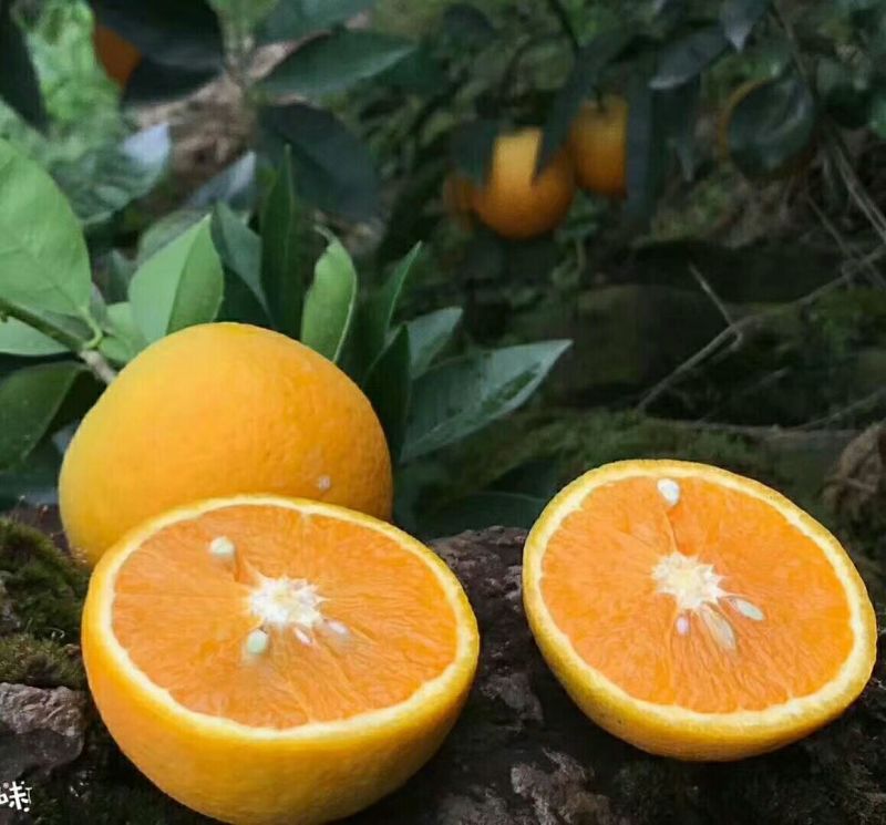 夏橙，秭归夏橙，万亩果园直供，夏天里的橙子口感甜，爆汁