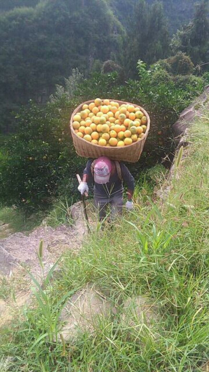 夏橙，秭归夏橙，万亩果园直供，夏天里的橙子口感甜，爆汁