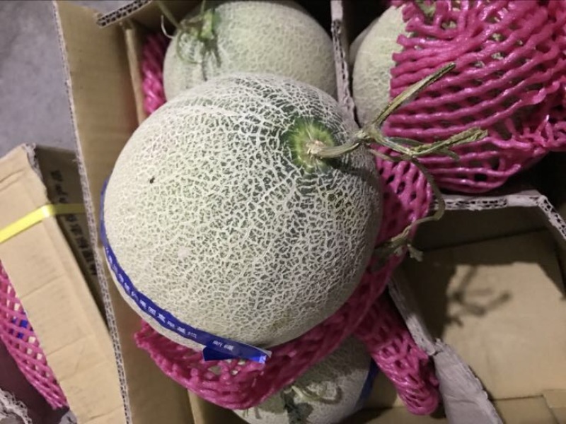 西州蜜瓜3斤以上椭圆形