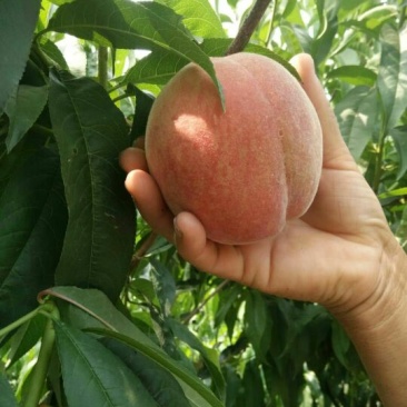 精品突围毛桃大量上市中货源充足汁水饱满欢迎咨询