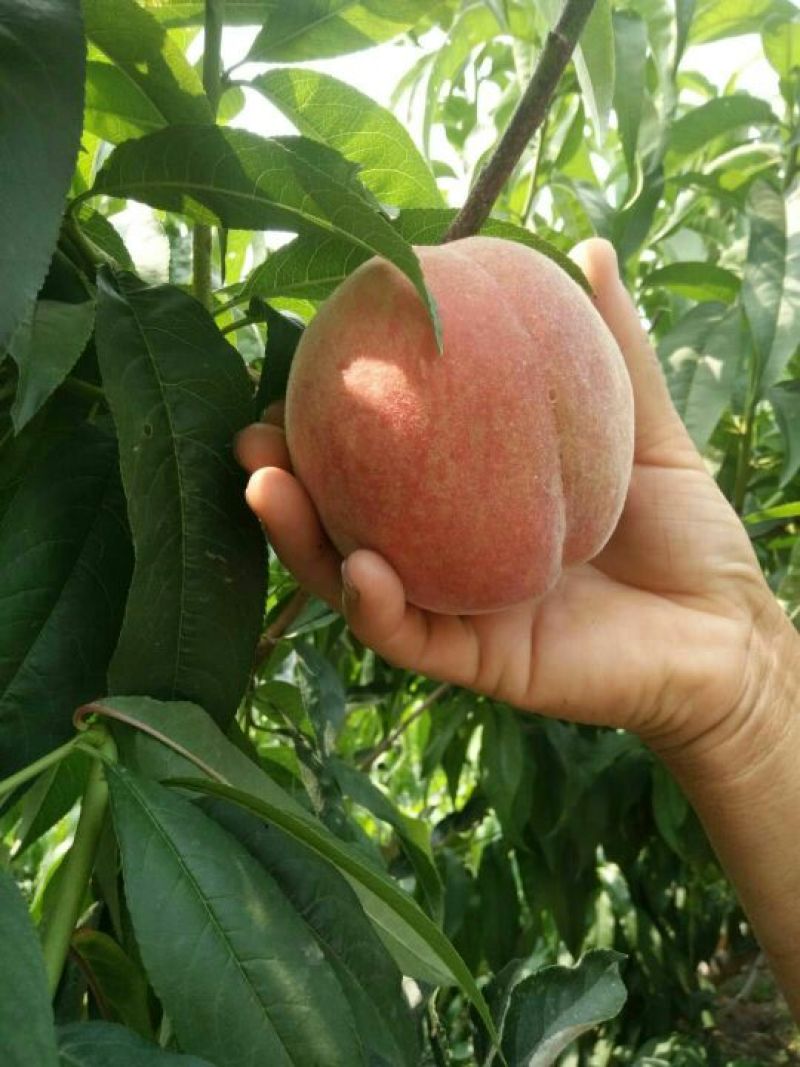 精品突围毛桃大量上市中货源充足汁水饱满欢迎咨询