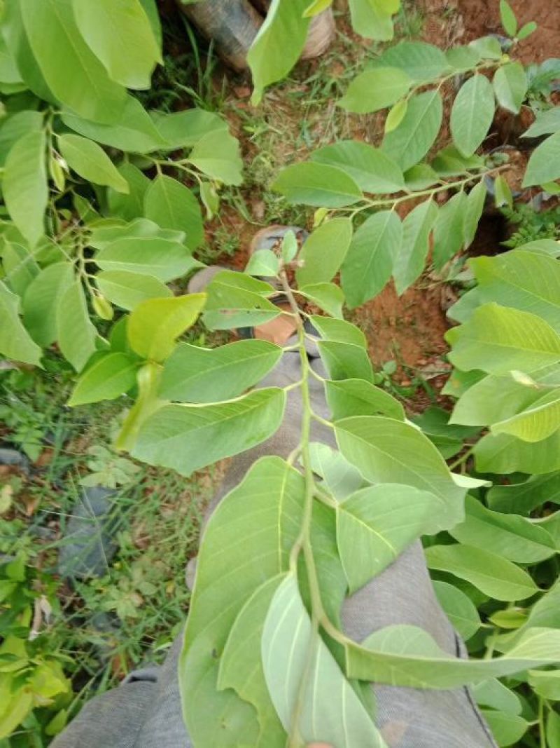 番荔枝苗，凤梨释50~80cm嫁接苗，当年种，当年结果