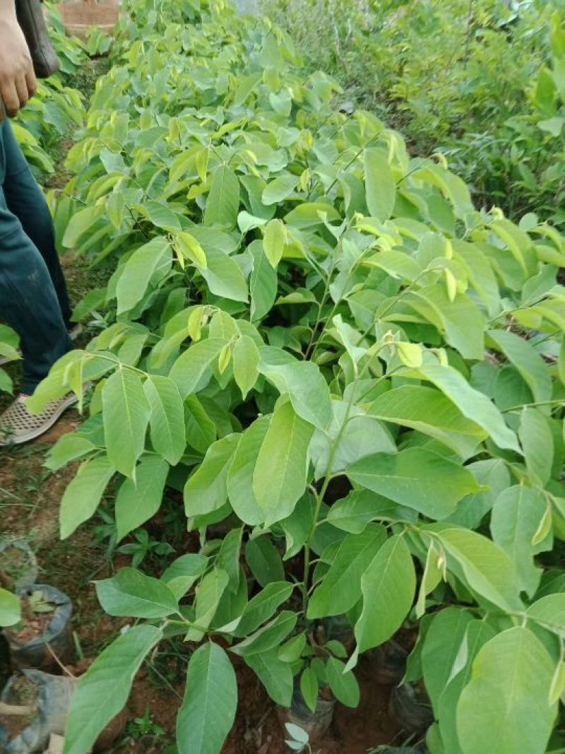 番荔枝苗，凤梨释50~80cm嫁接苗，当年种，当年结果