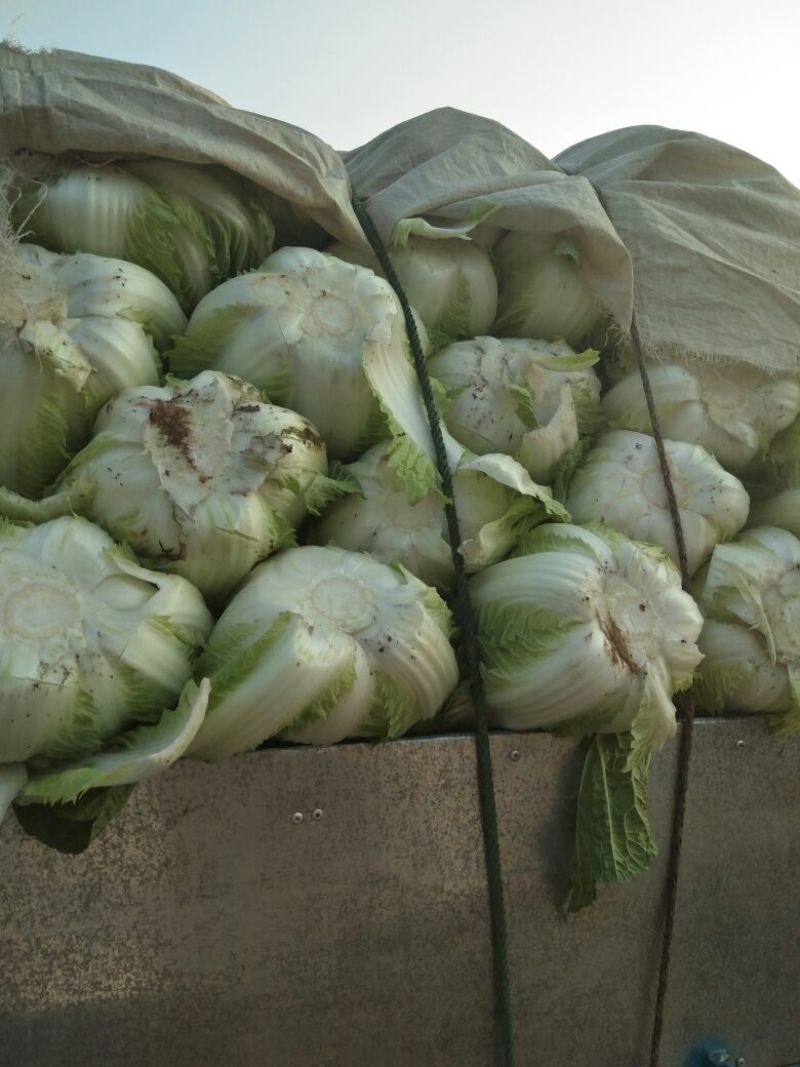 产地直发代办精品玲珑黄白菜保质保量欢迎咨询
