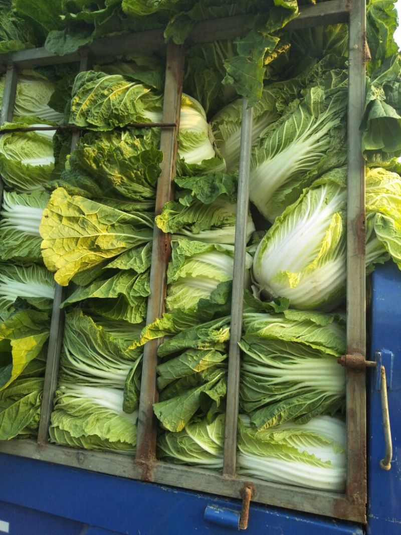产地直发代办精品玲珑黄白菜保质保量欢迎咨询