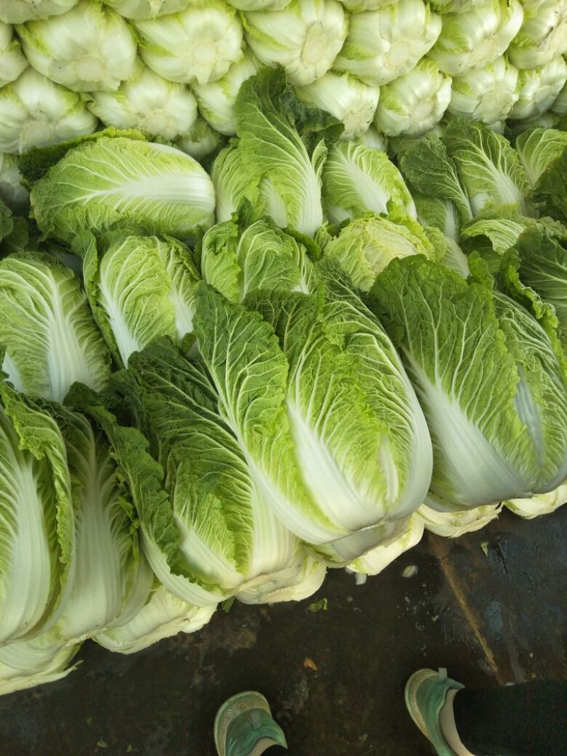 产地直发代办精品玲珑黄白菜保质保量欢迎咨询