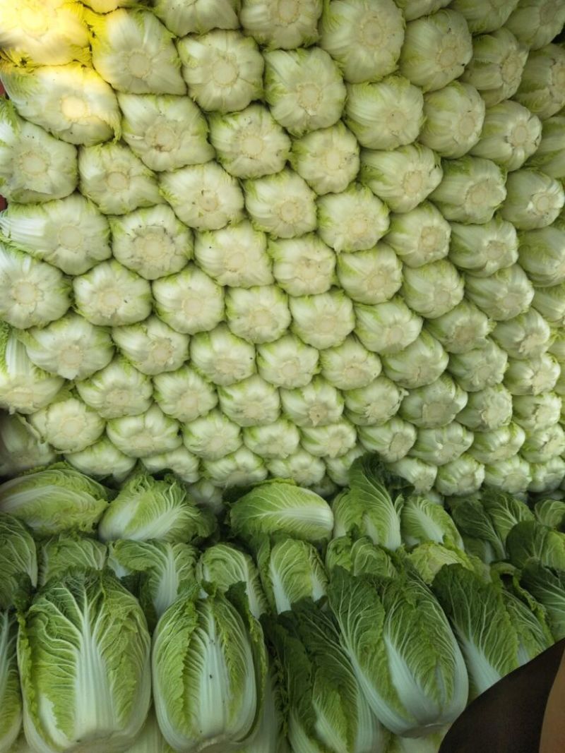 产地直发代办精品玲珑黄白菜保质保量欢迎咨询