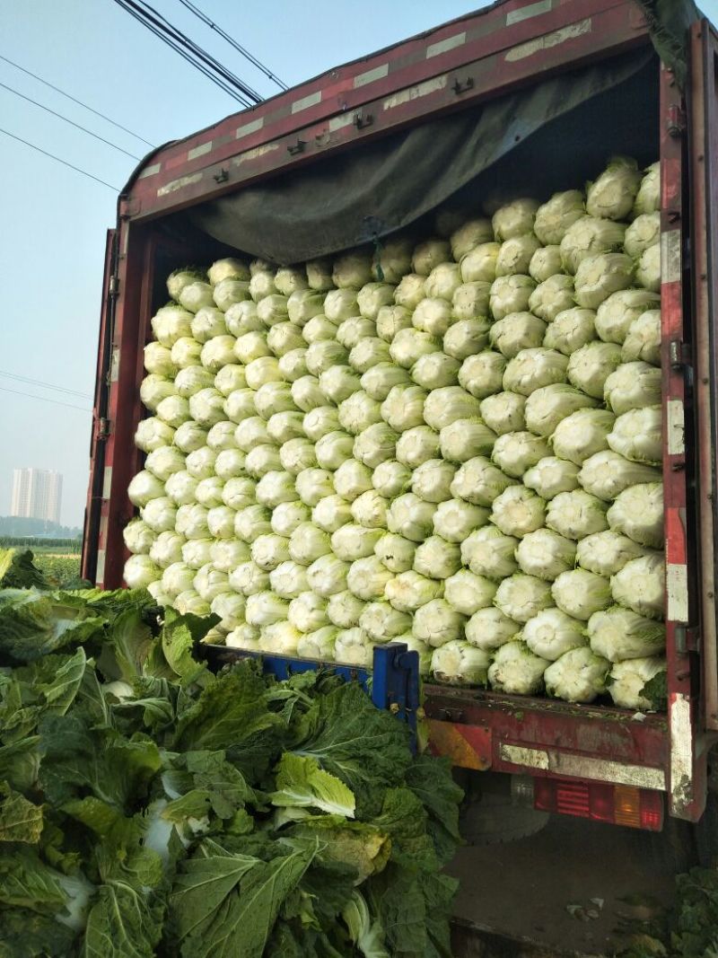 产地直发代办精品玲珑黄白菜保质保量欢迎咨询
