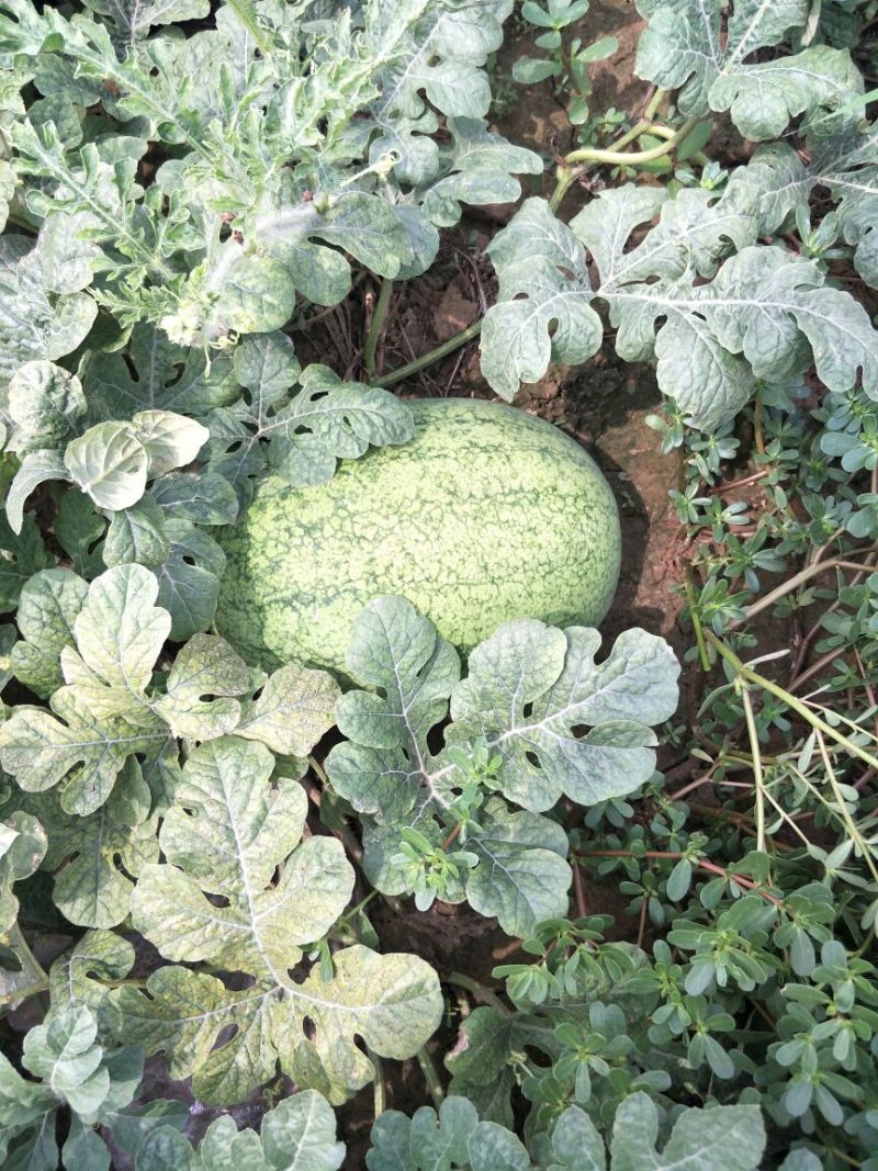 大量供应西瓜