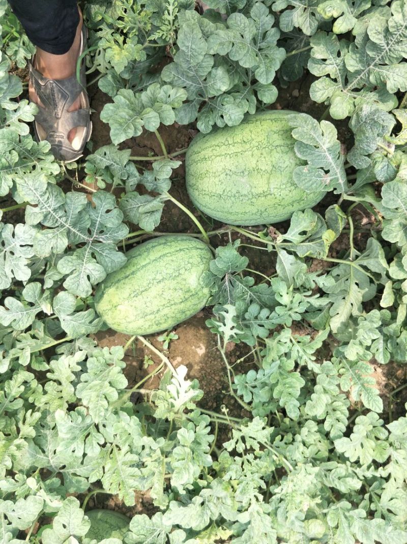 大量供应西瓜