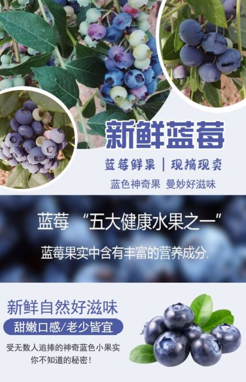 现采新鲜蓝莓，可一件代发商超对接，预冷加工包装，