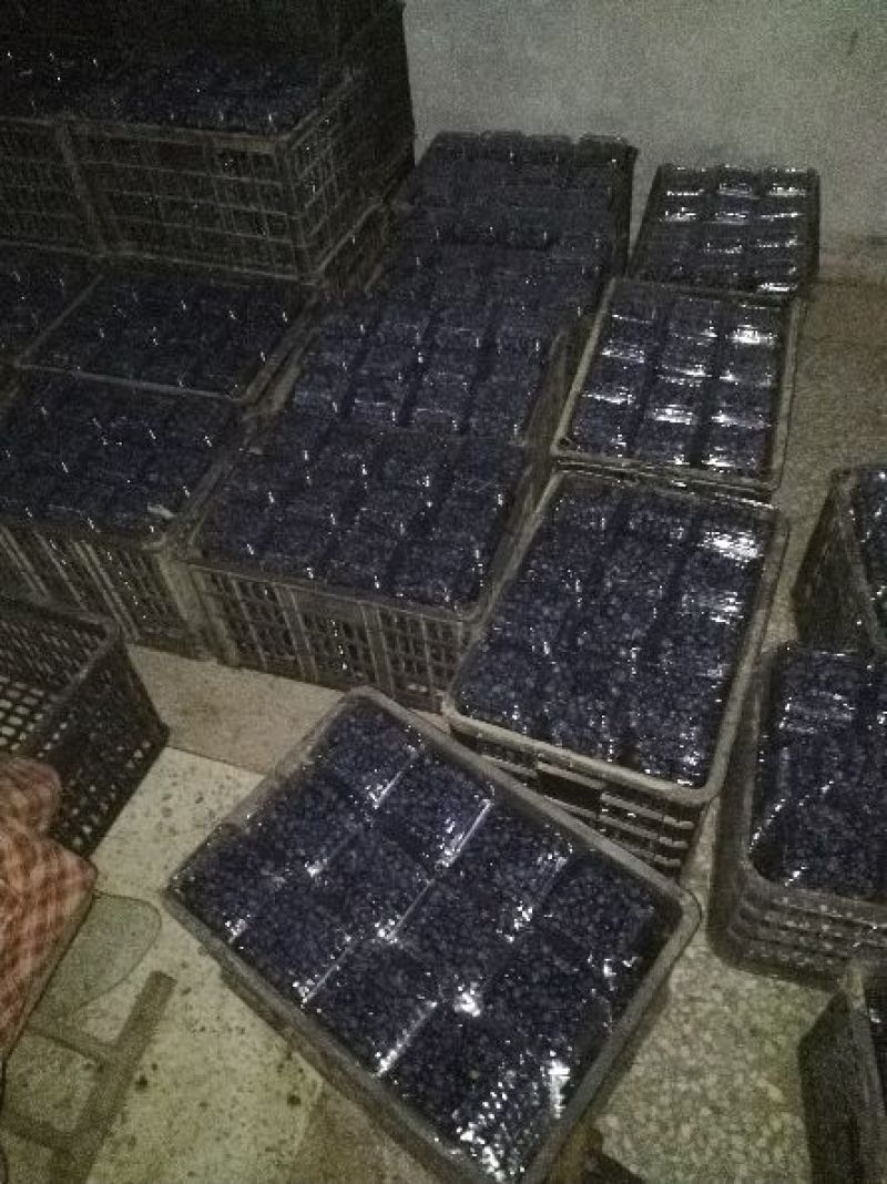 现采新鲜蓝莓，可一件代发商超对接，预冷加工包装，