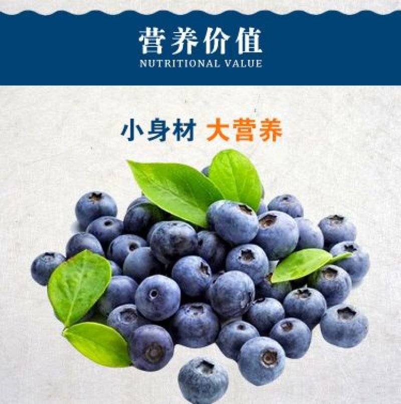 现采新鲜蓝莓，可一件代发商超对接，预冷加工包装，