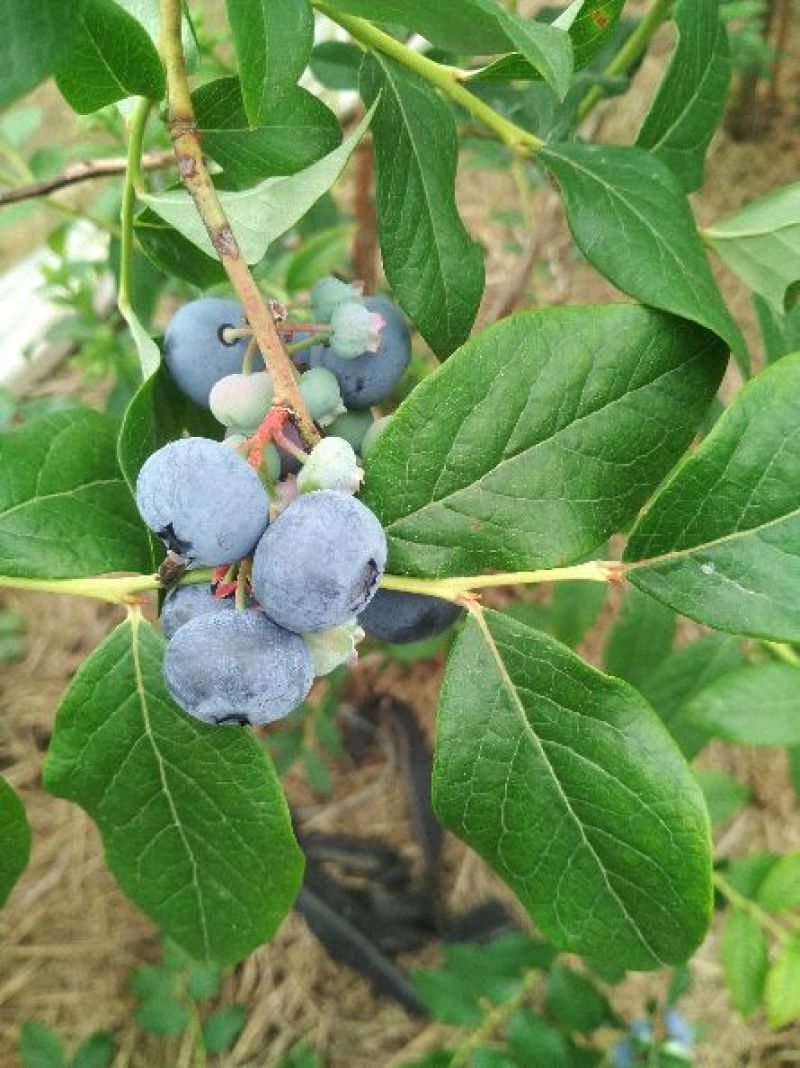 现采新鲜蓝莓，可一件代发商超对接，预冷加工包装，