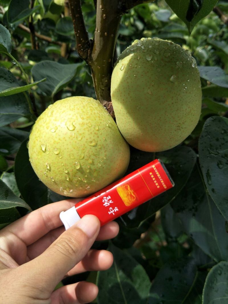 云南夏雪梨热销中甜嫩多汁价格实惠大量有货