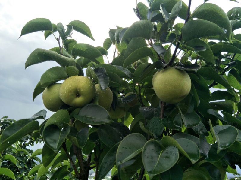 云南夏雪梨热销中甜嫩多汁价格实惠大量有货