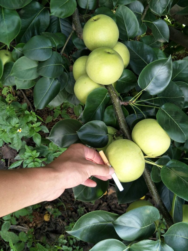 云南夏雪梨热销中甜嫩多汁价格实惠大量有货