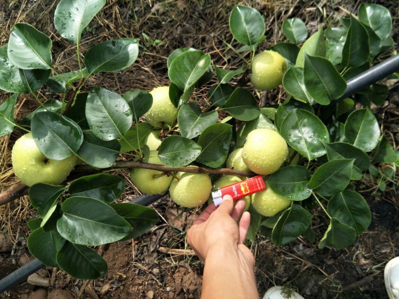 云南夏雪梨热销中甜嫩多汁价格实惠大量有货