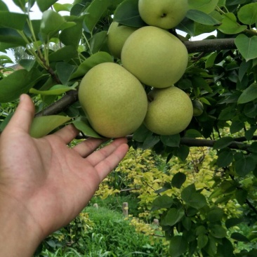 云南夏雪梨热销中甜嫩多汁价格实惠大量有货