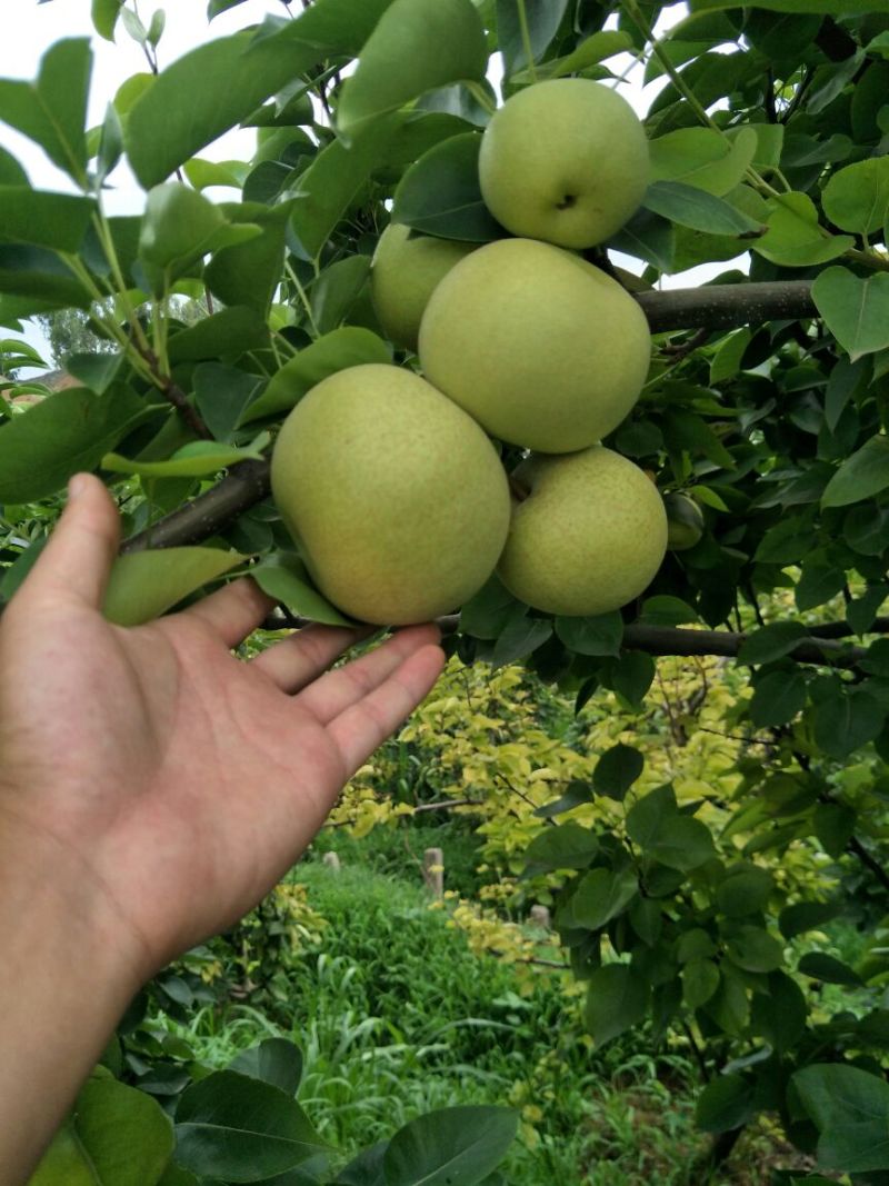 云南夏雪梨热销中甜嫩多汁价格实惠大量有货