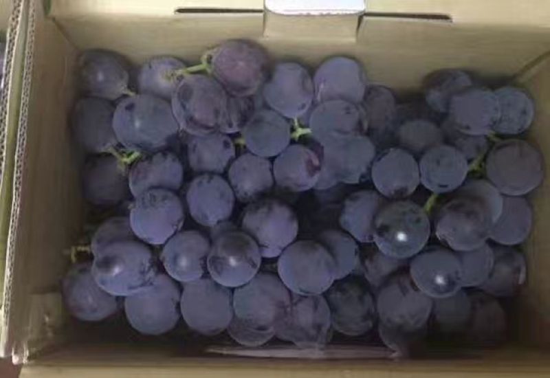 夏黑葡萄