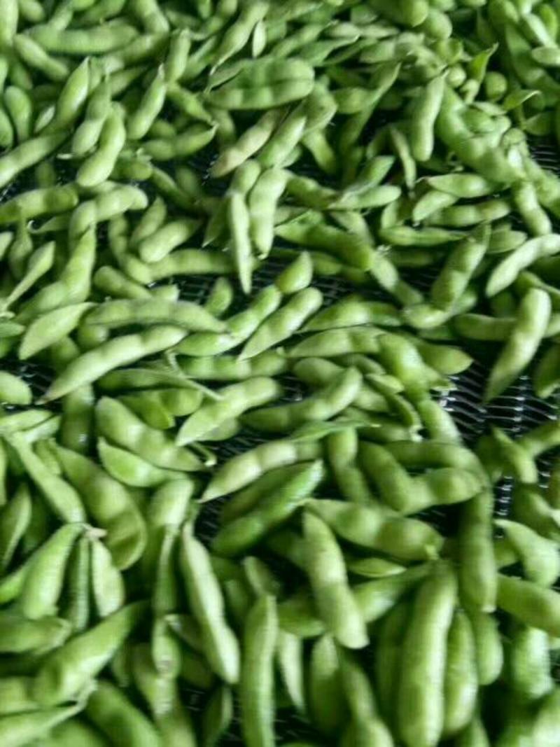 山东临沂毛豆，豆荚青绿饱满，现摘现卖，产地批发，一手货源