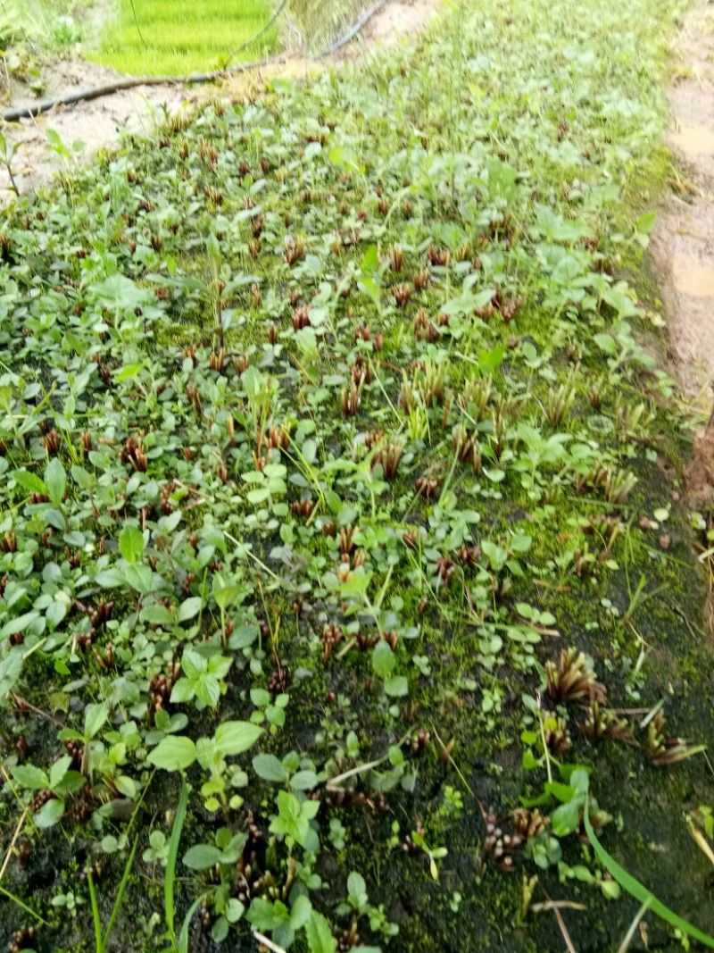 红根野蚕豆