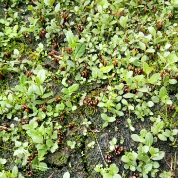红根野蚕豆