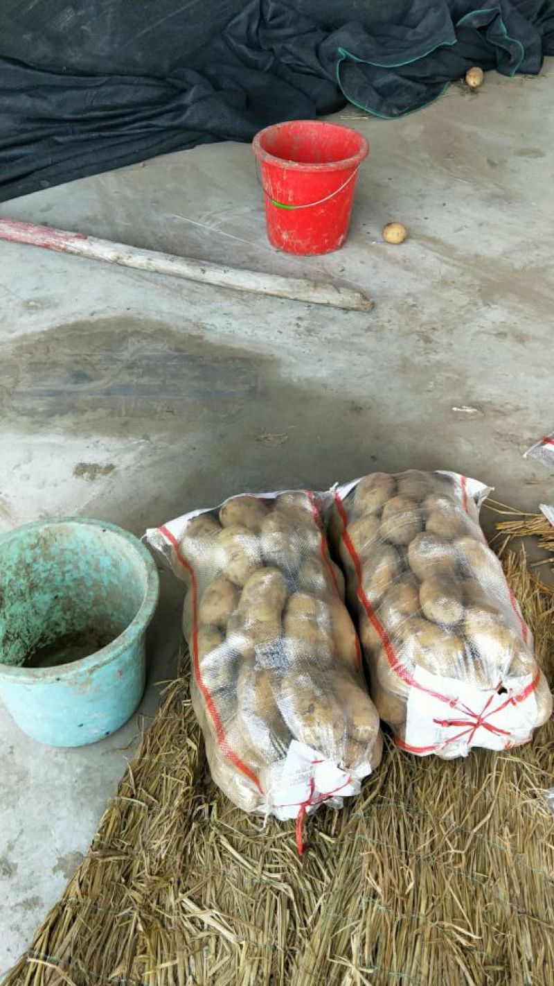 荷兰土豆