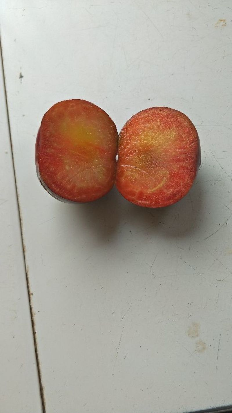 恐龙蛋李子8月上旬成熟口感很好，有苗销售，还有风味玫瑰。