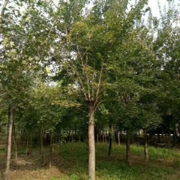 五角枫