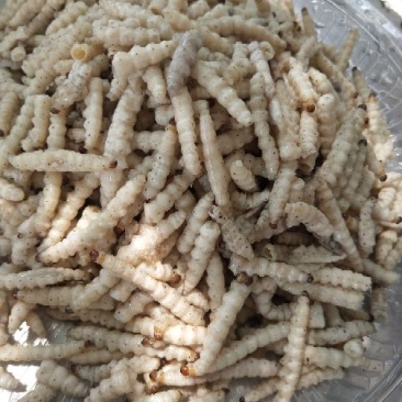 竹虫最少订量50斤起