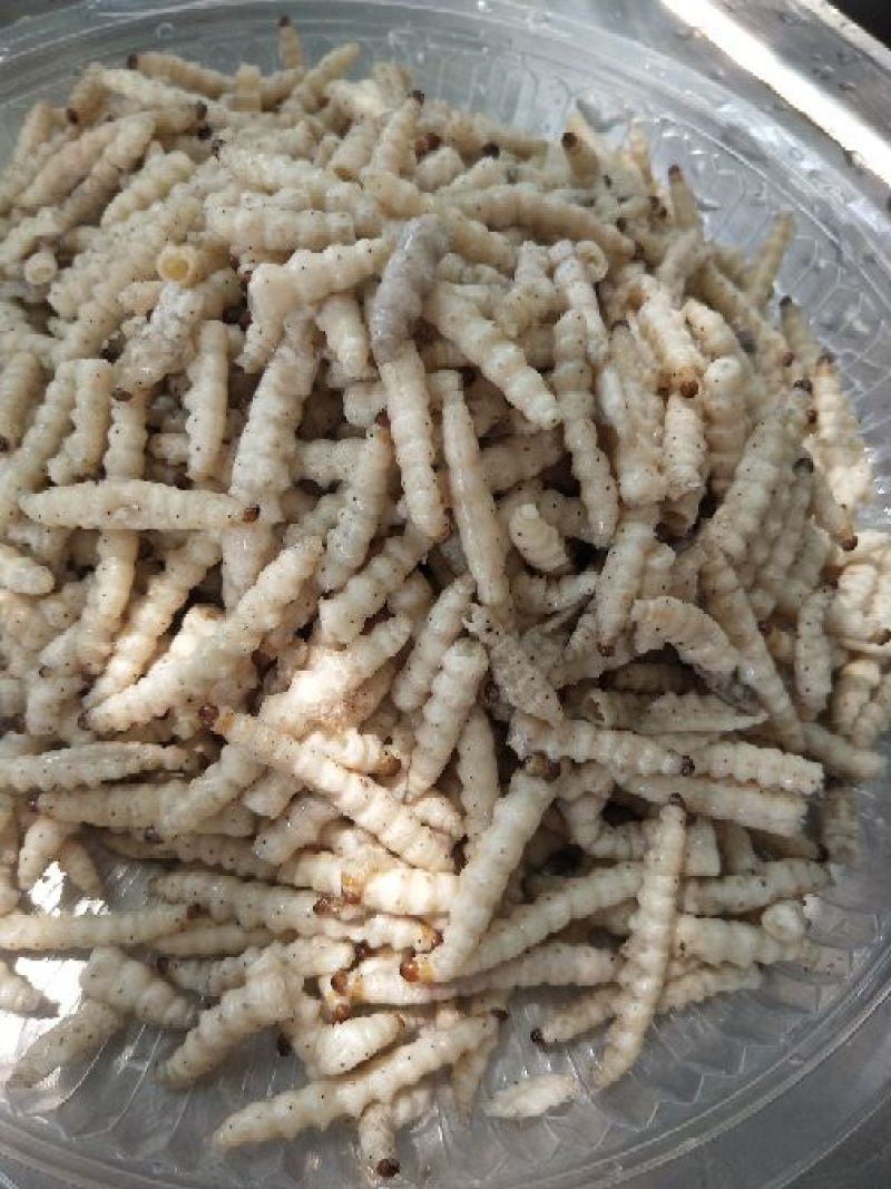竹虫最少订量50斤起