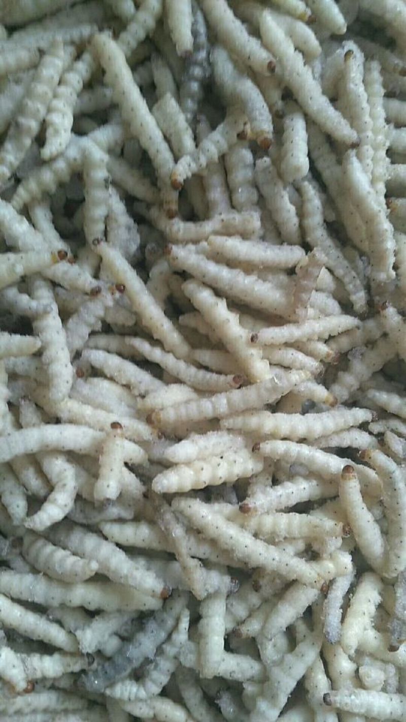 竹虫最少订量50斤起