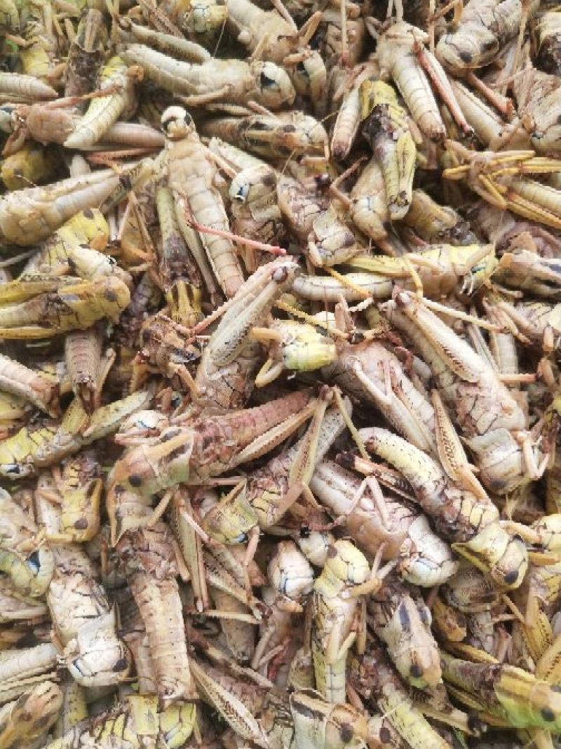 新鲜蝗虫，最少订量100斤起