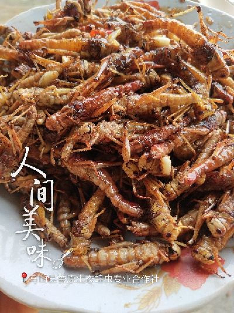 新鲜蝗虫，最少订量100斤起