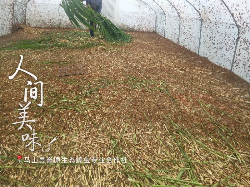 新鲜蝗虫，最少订量100斤起