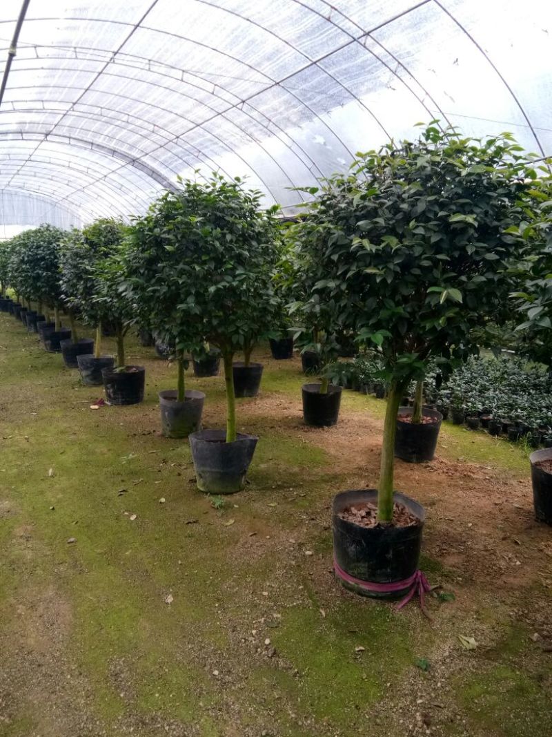 香茶花~赤丹茶花