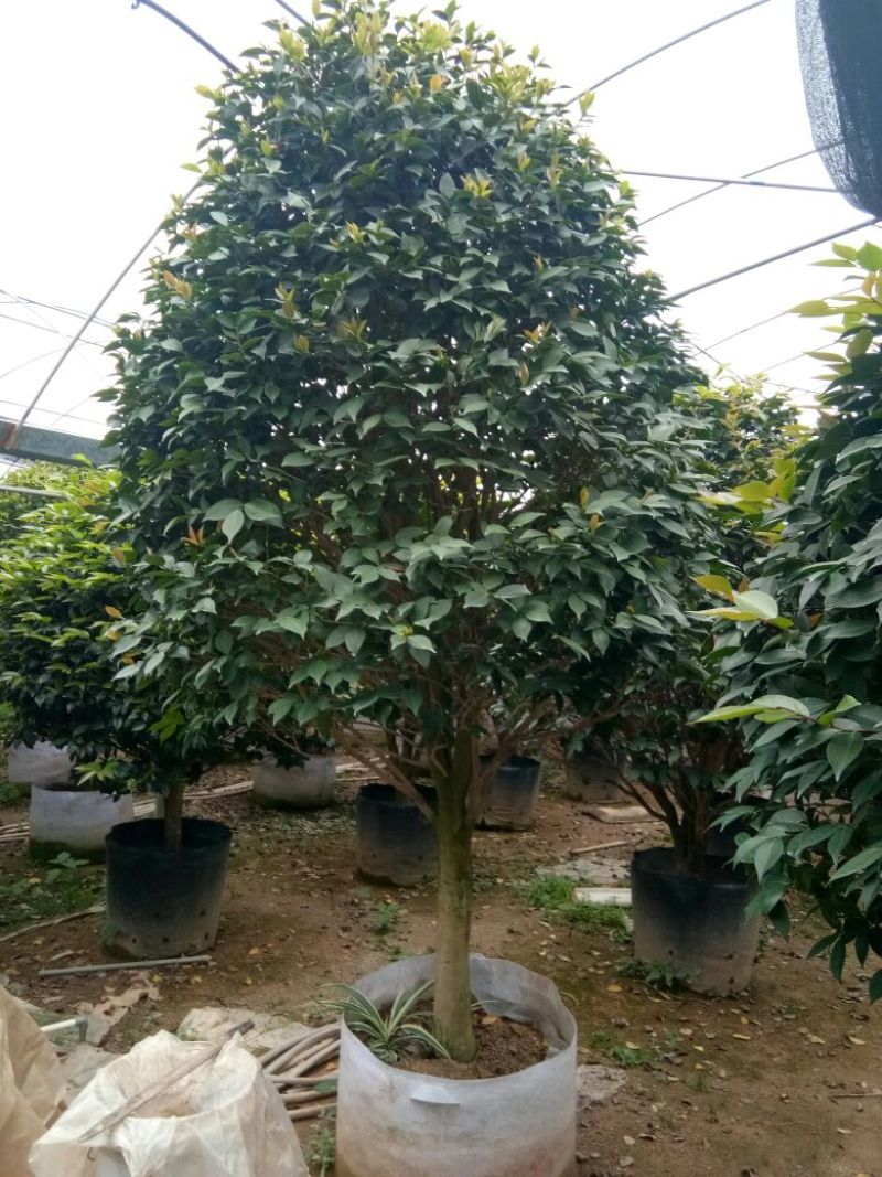 香茶花~赤丹茶花