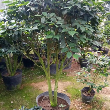 香茶花~赤丹茶花